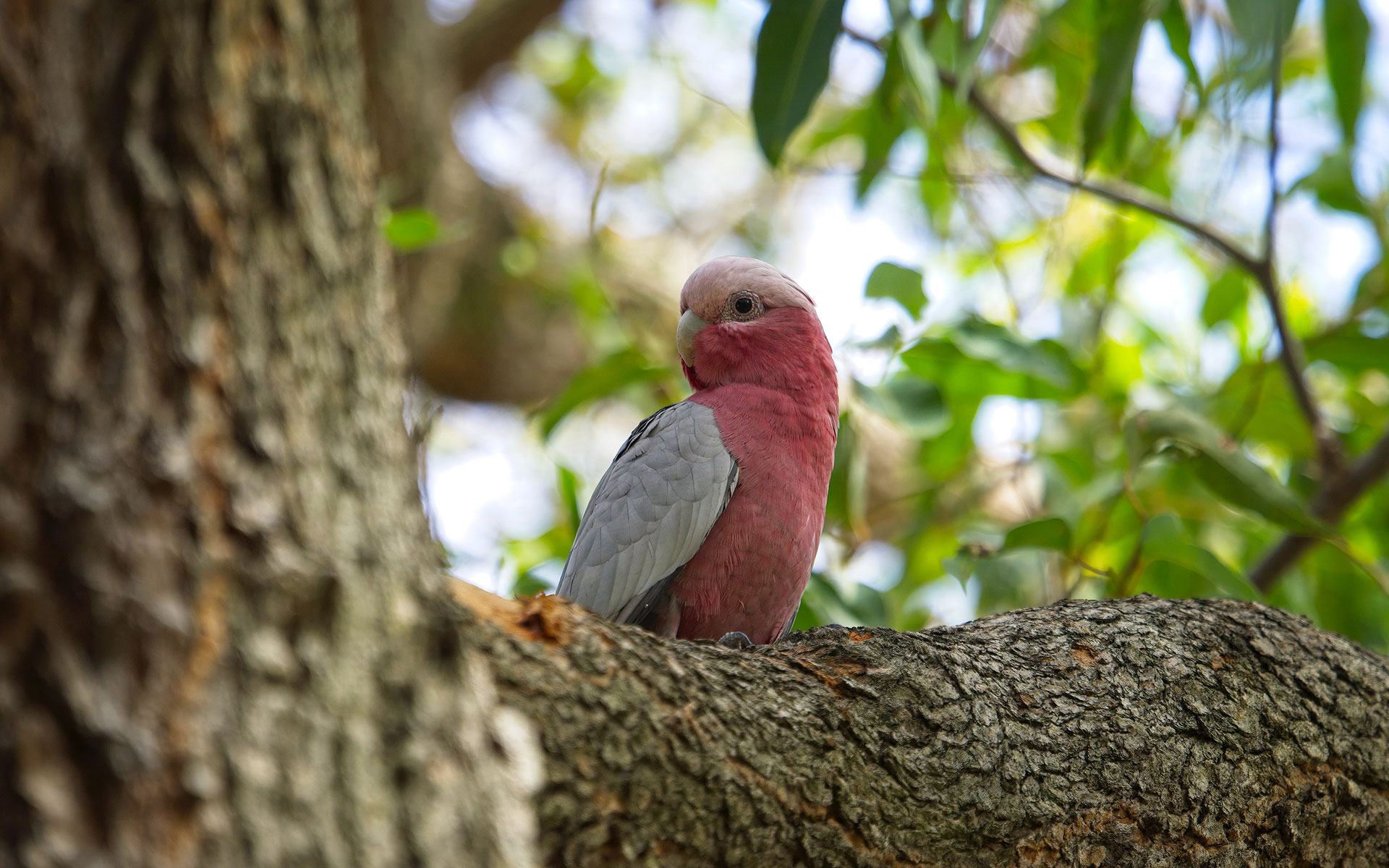 Galah Cyber Galah Cyber
